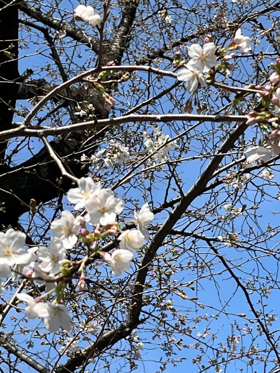 近くの桜