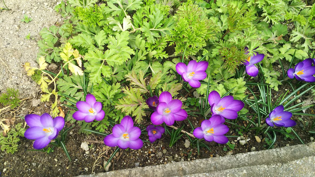 クロッカスの開花・アネモネの蕾