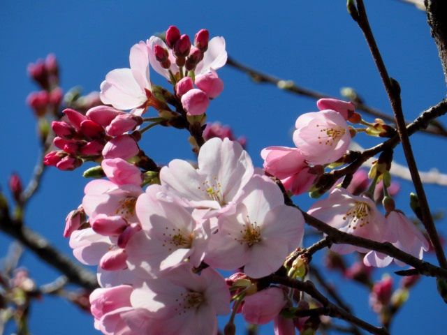 日本の国花🌸で応援❗️⚾