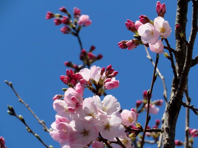 日本の国花🌸で応援❗️⚾