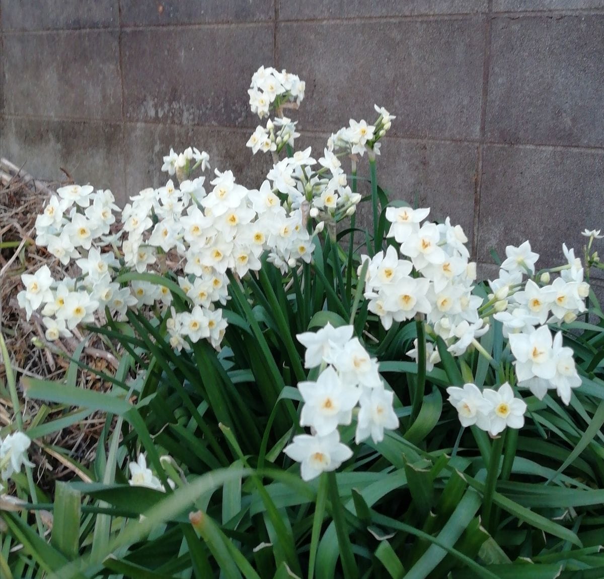 畑に咲く花