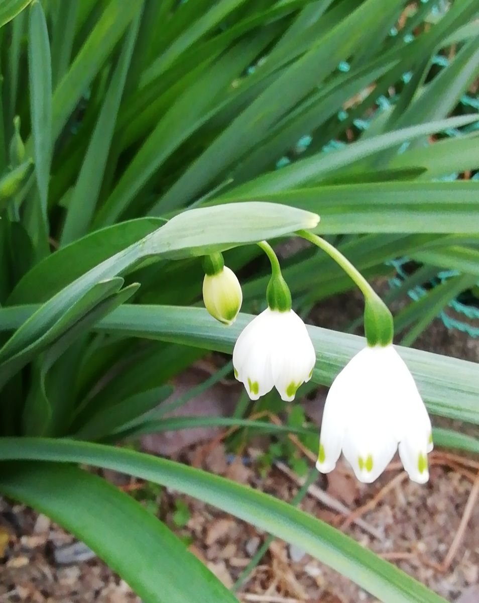 畑に咲く花