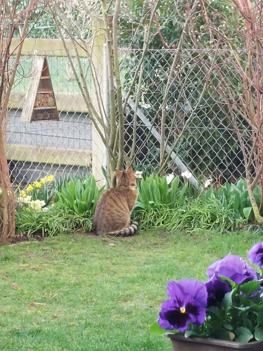 テーブルのお花達、そろそろ地植えのヒヤシンス、また来たニャー😼