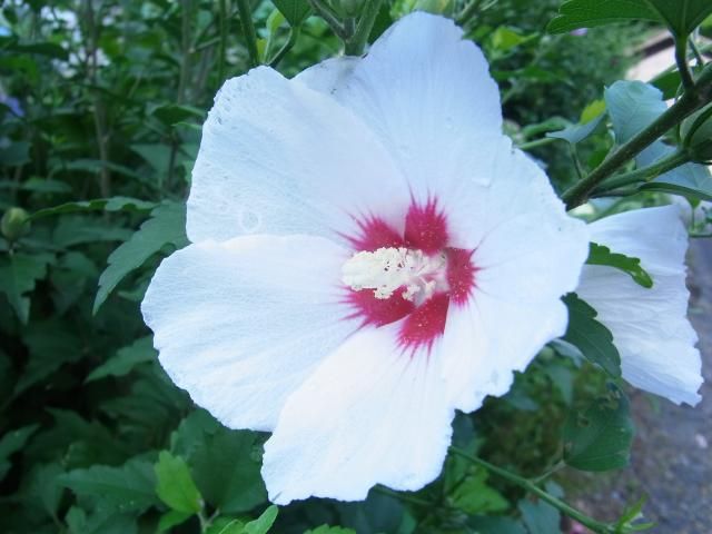 ムクゲが次々と開花～という事は梅雨が明ける？