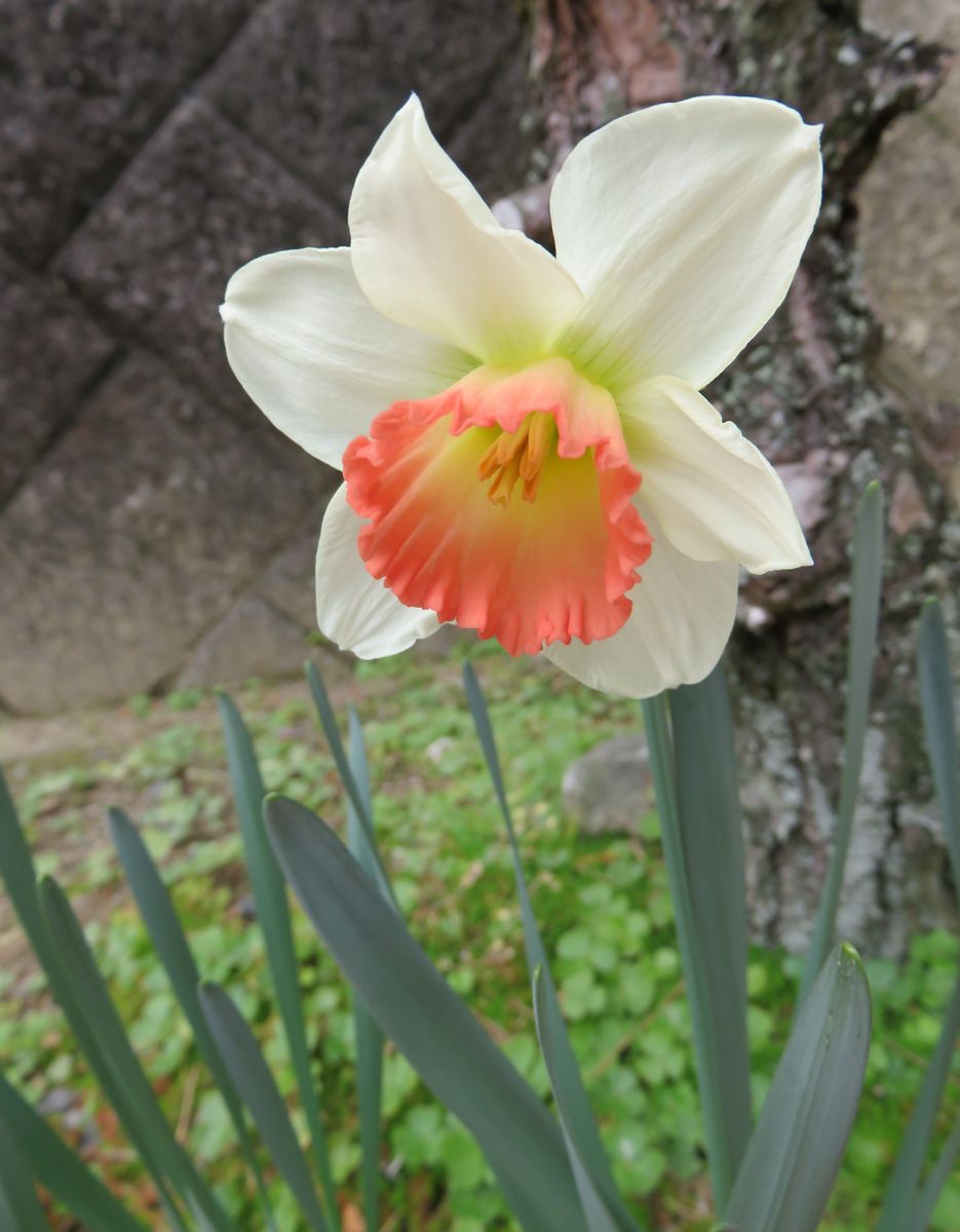 春の装い🌸