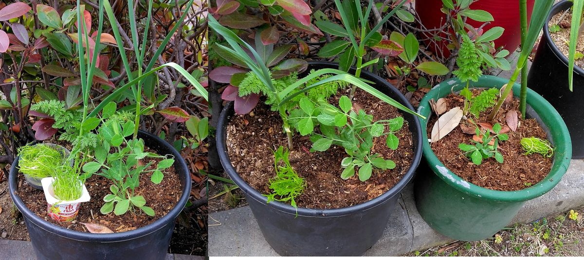 本日の作業　多肉メンテ・水菜植込み・ミニトマト、レタス種まき