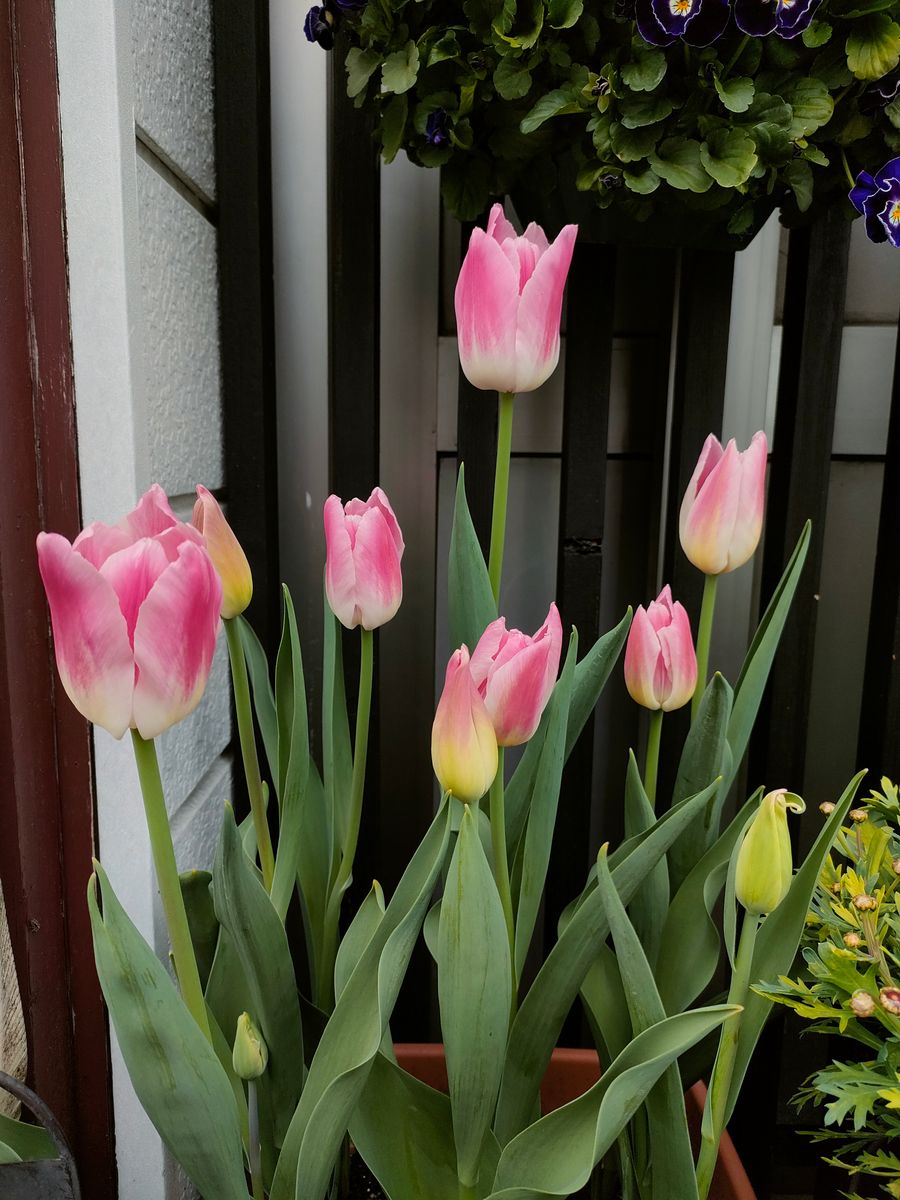 チューリップ🌷開花中③