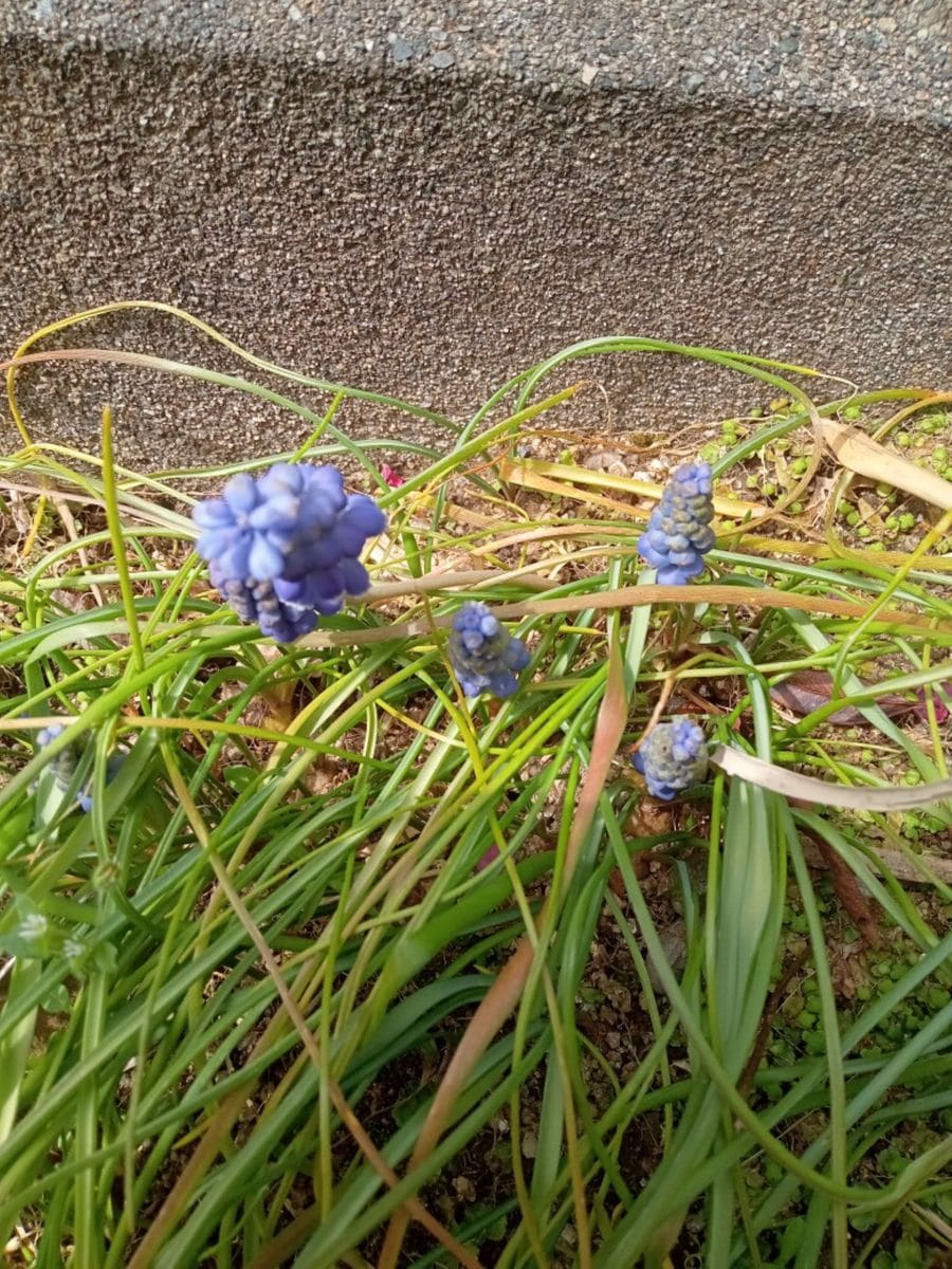 春の風が吹いていたら