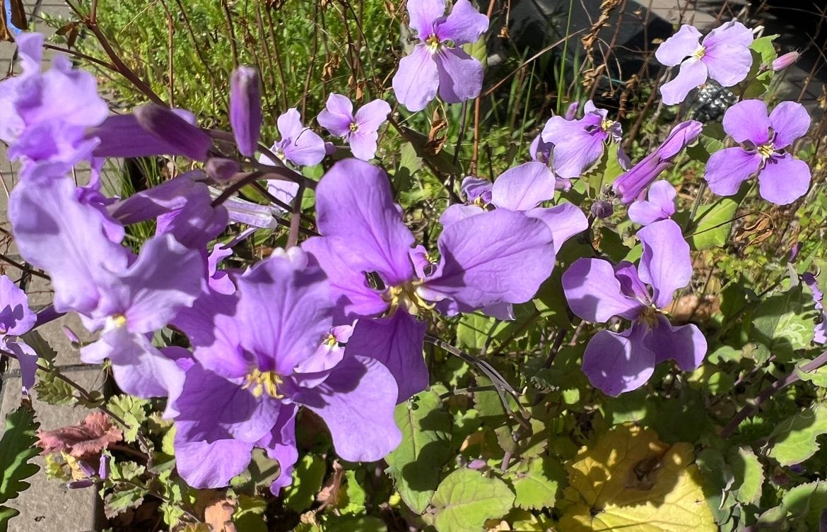 正解の発表です🌸