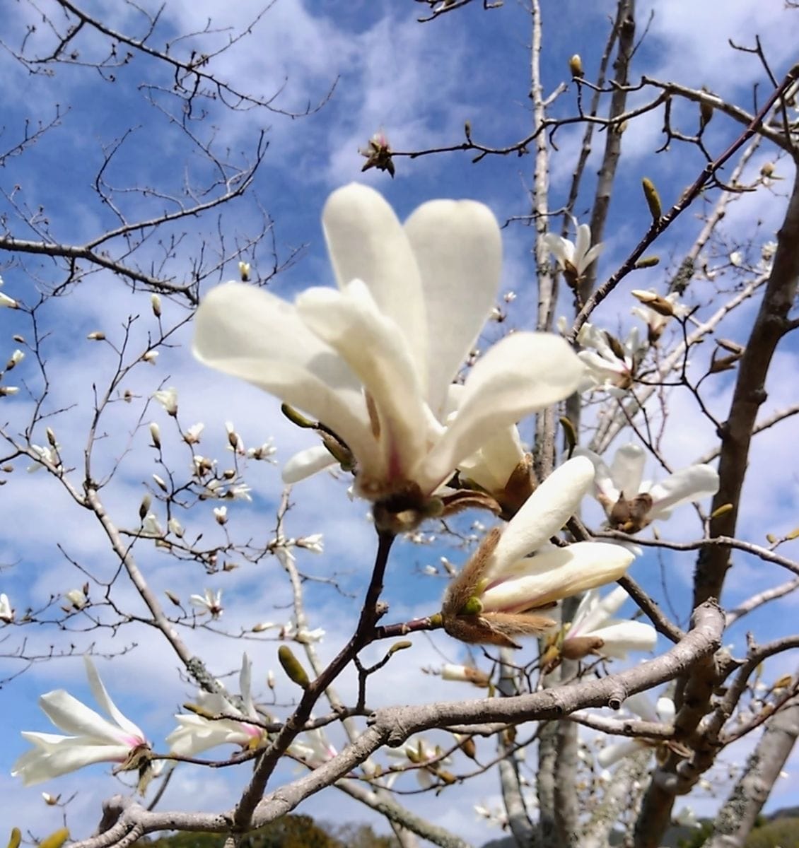 3月１８日桜開花。コブシ。オダマキ。