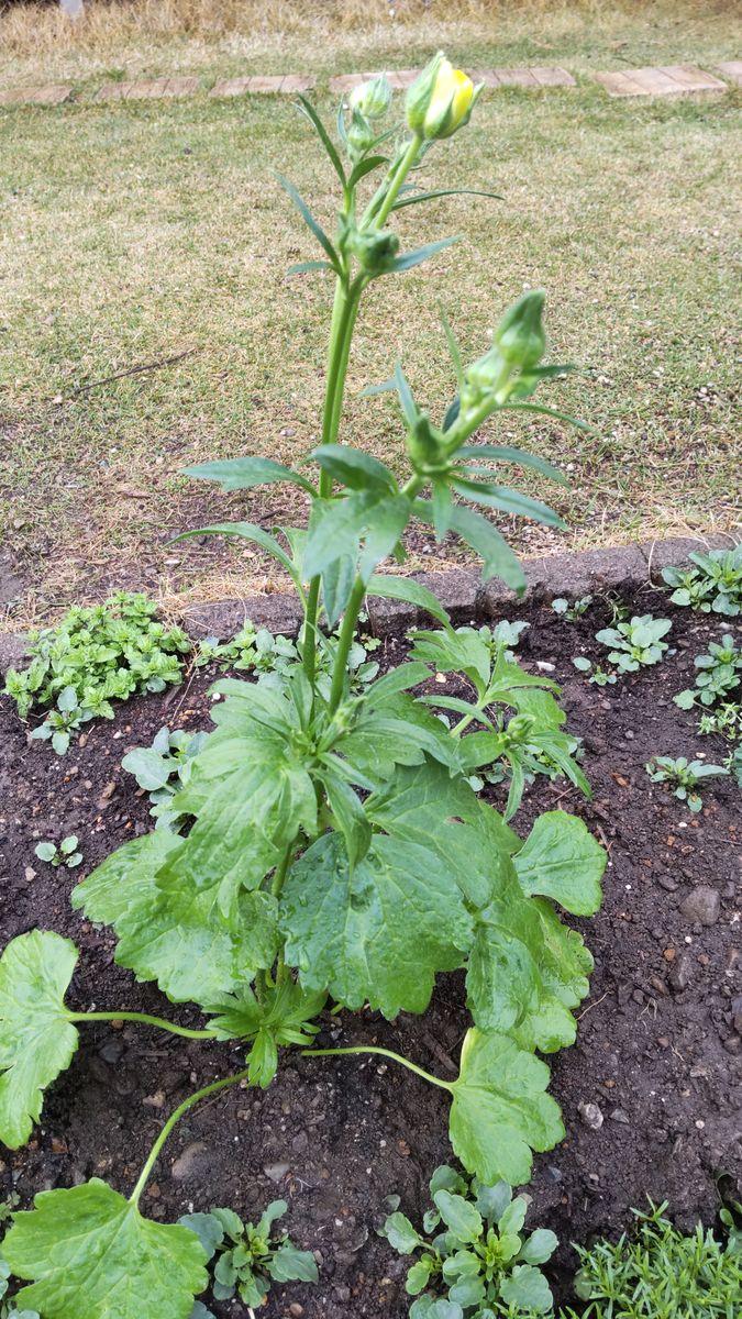 初心者の植え付け