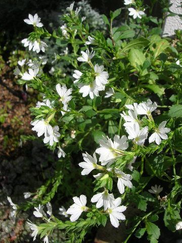 しだれる草花