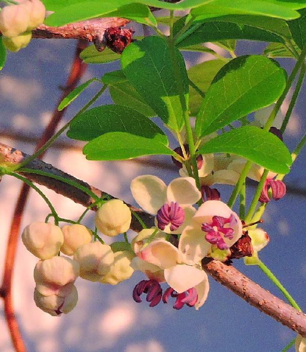 散歩道の花～五つ葉アケビの花