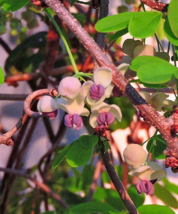 散歩道の花～五つ葉アケビの花