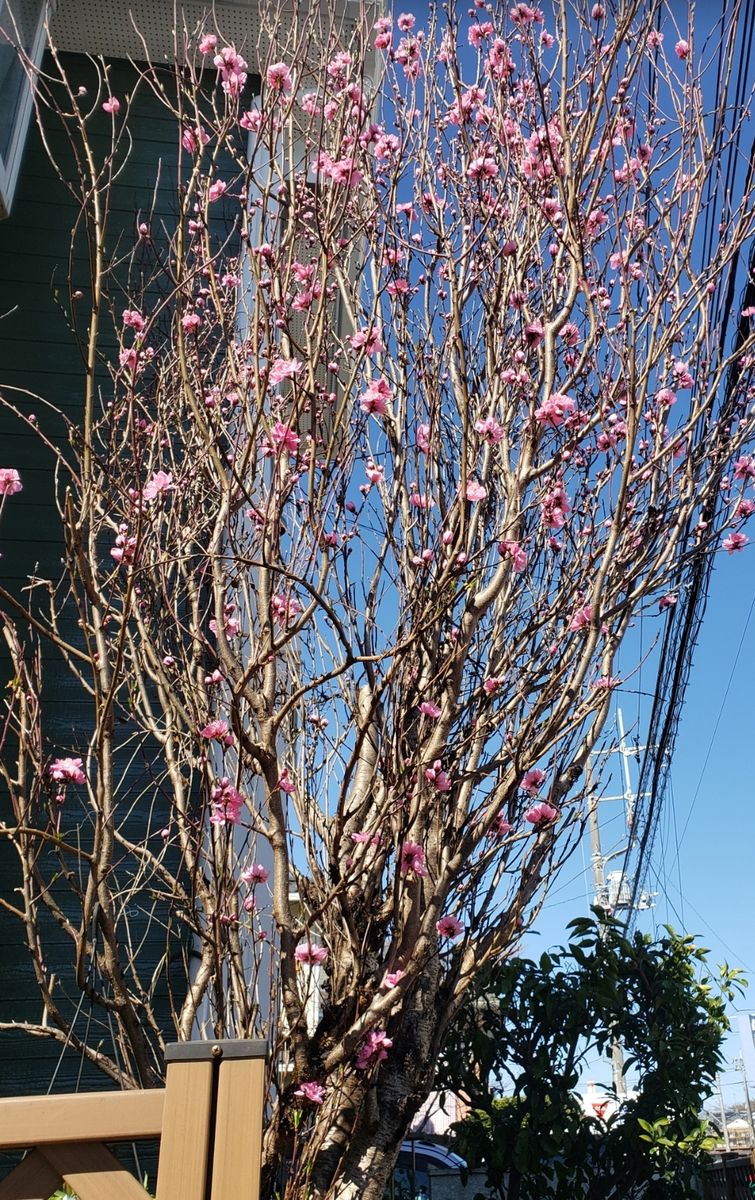 ハナモモ開花