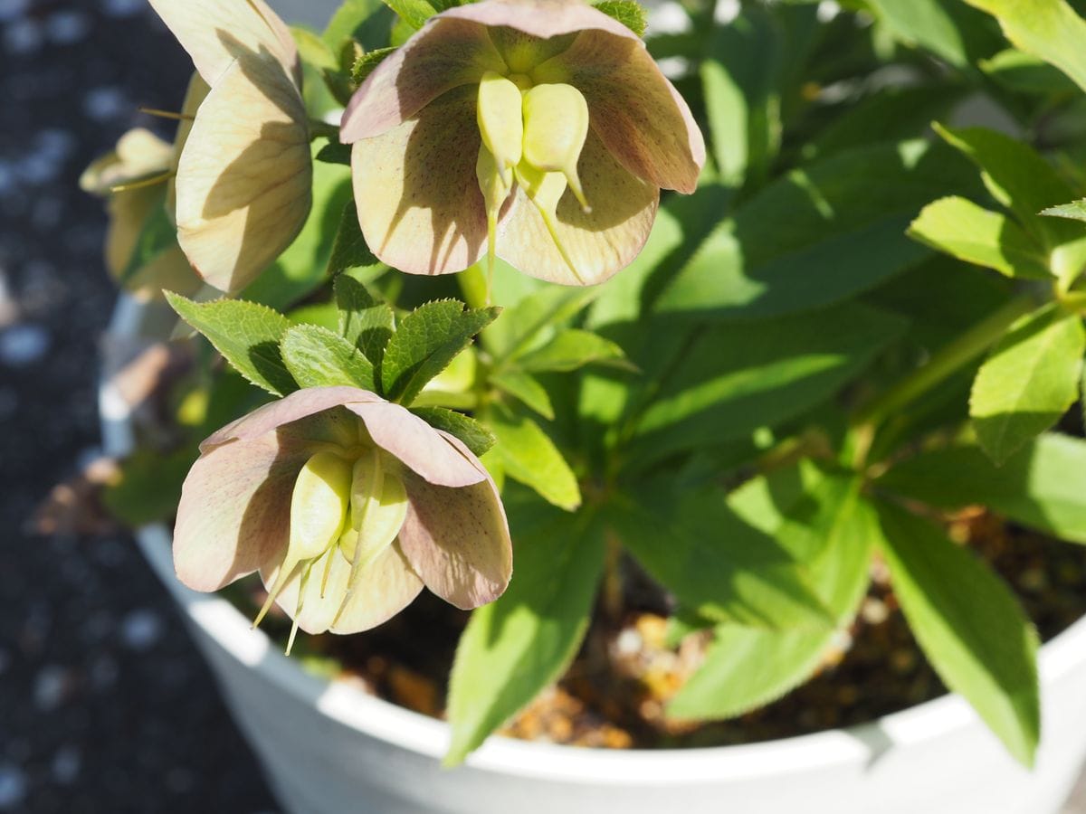 クリローの花茎切り