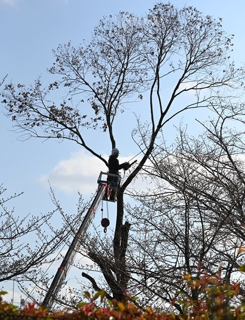 枯れ木の伐採