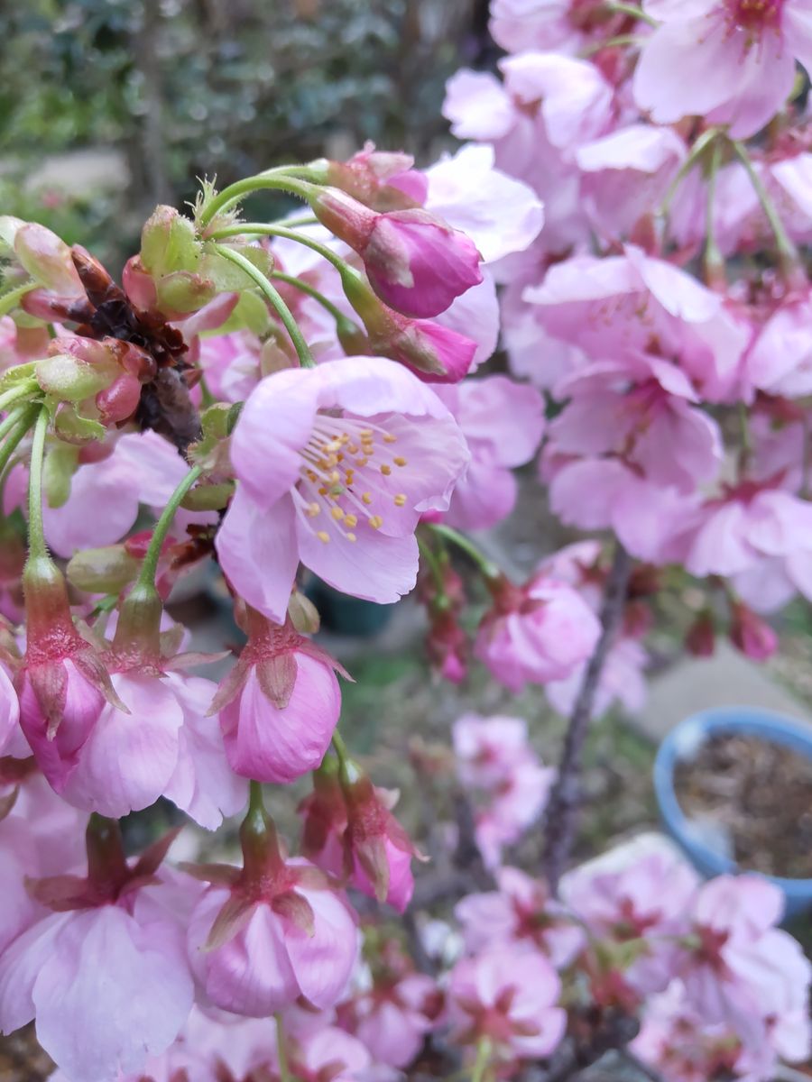 ピンクのお花で癒やされましょう🌸