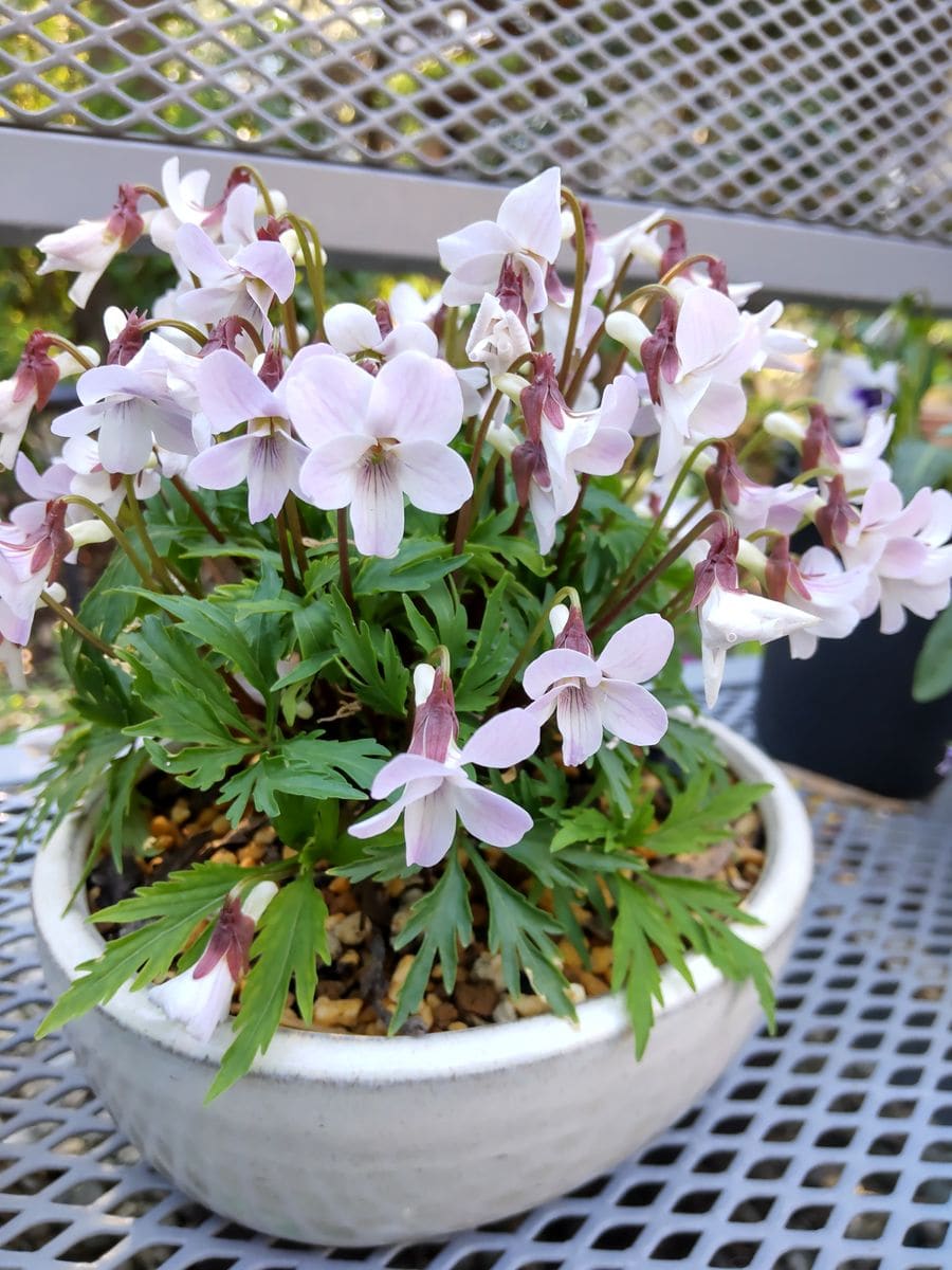 ピンクのお花で癒やされましょう🌸