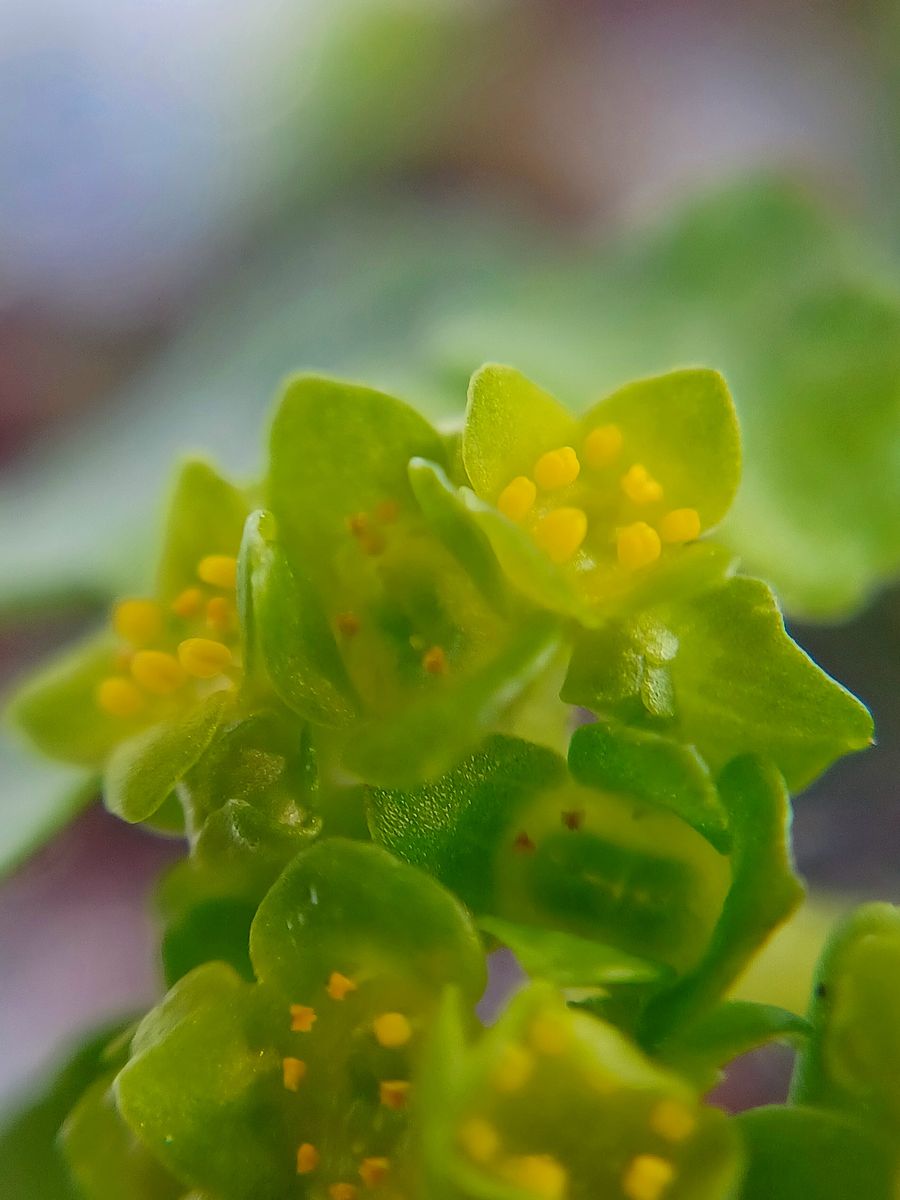 野の花　03/20