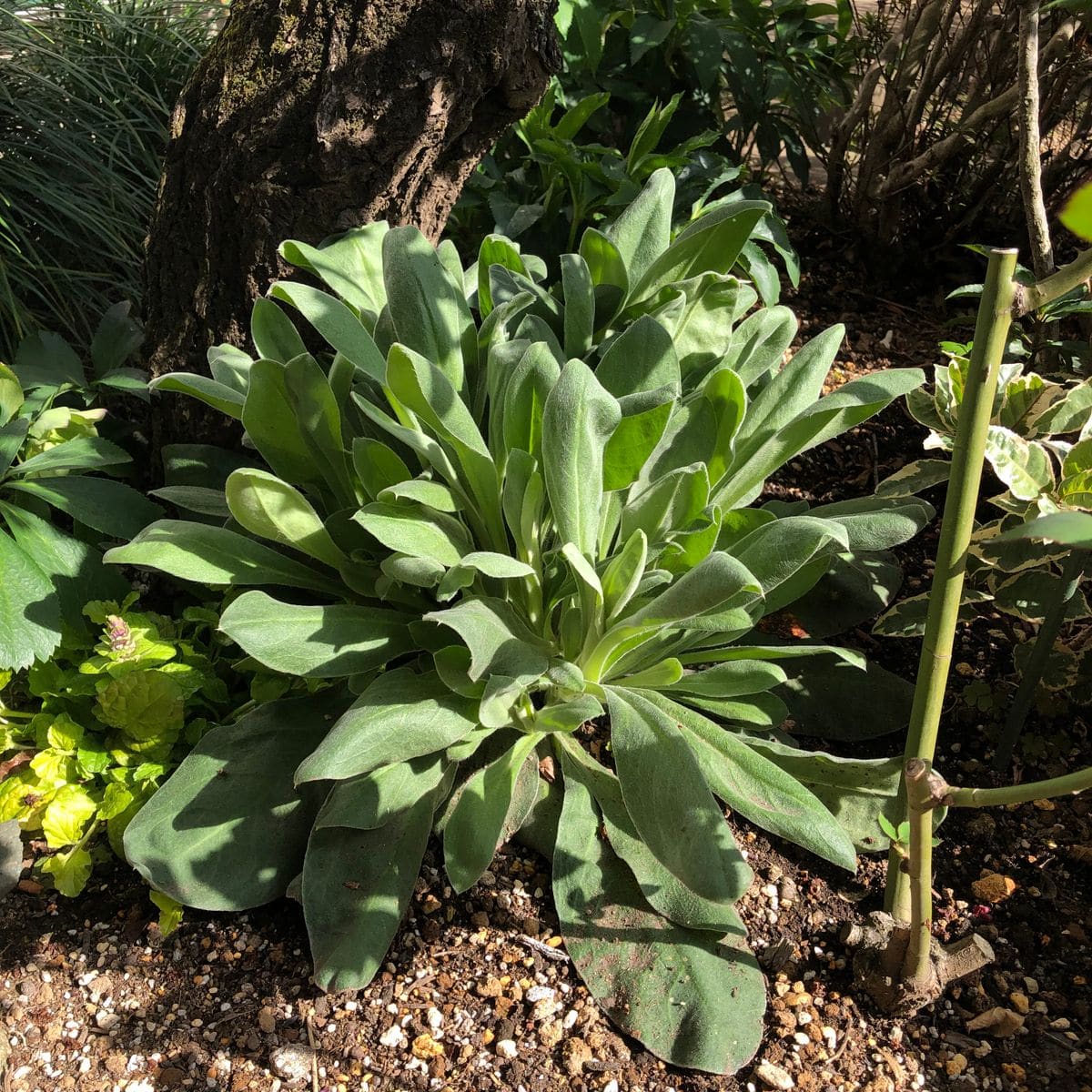 秋植えした宿根草たち