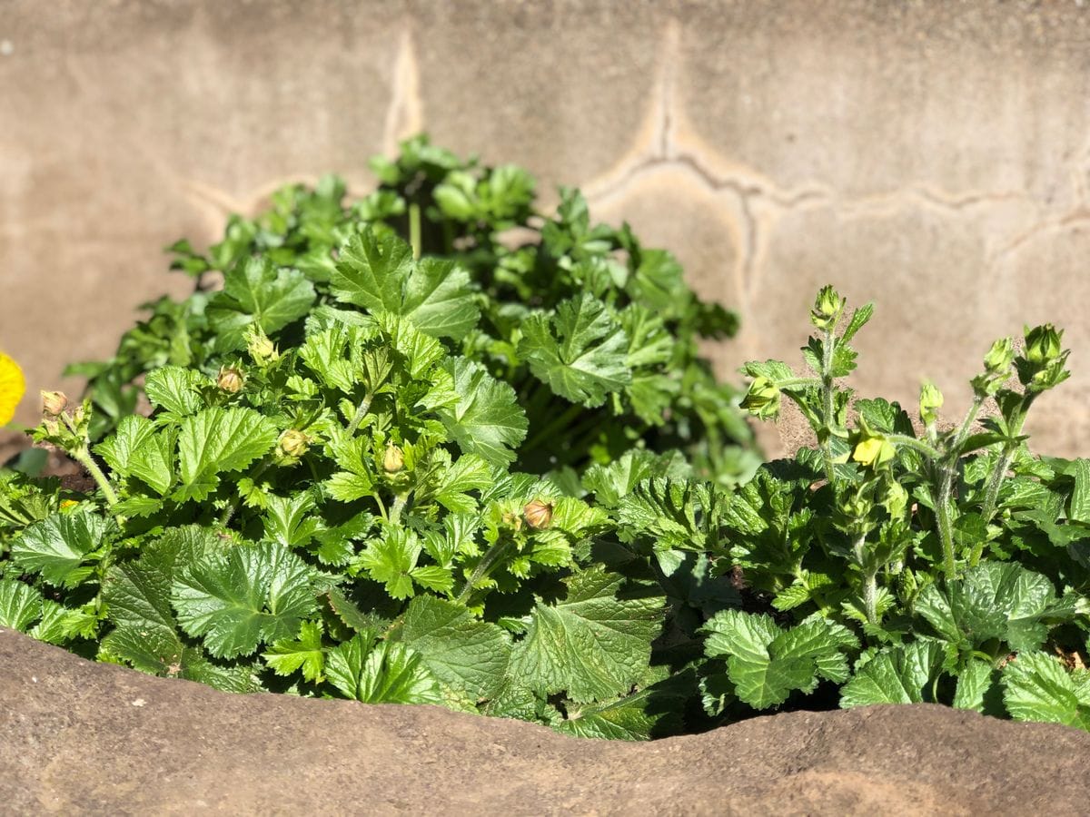 秋植えした宿根草たち