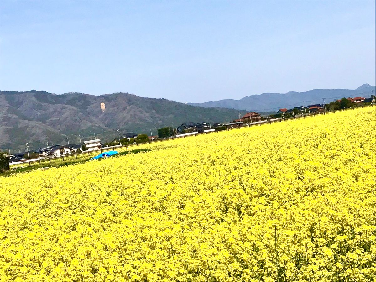 快晴の今日は春爛漫