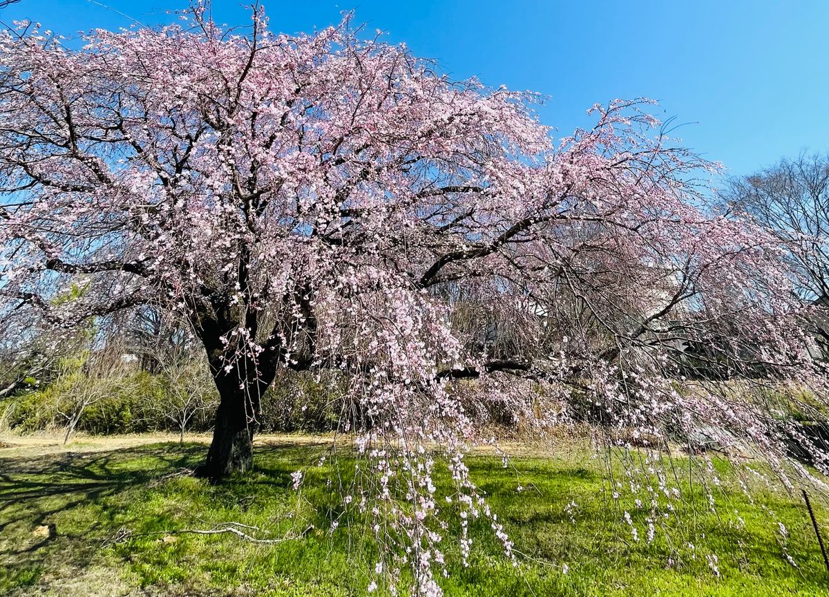 井上町の一本桜