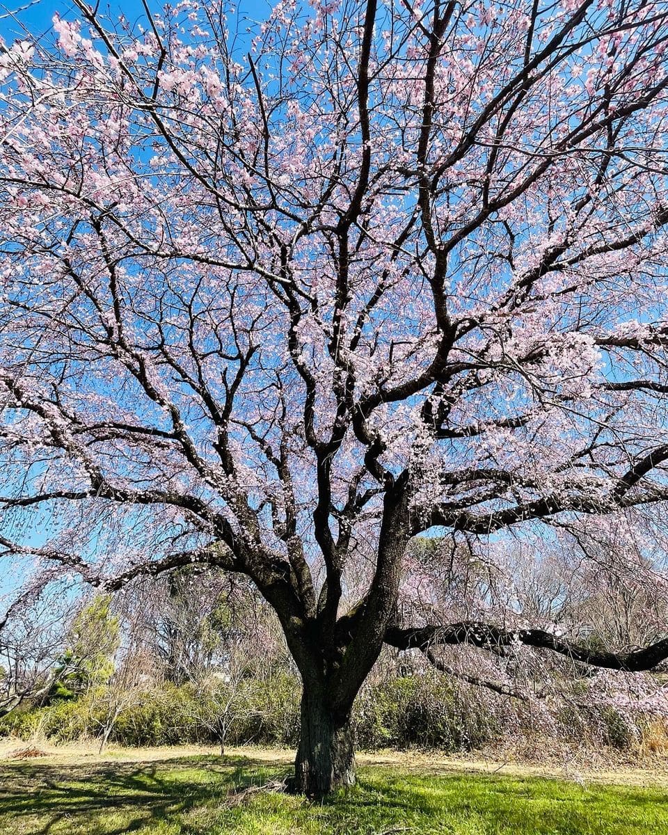 井上町の一本桜