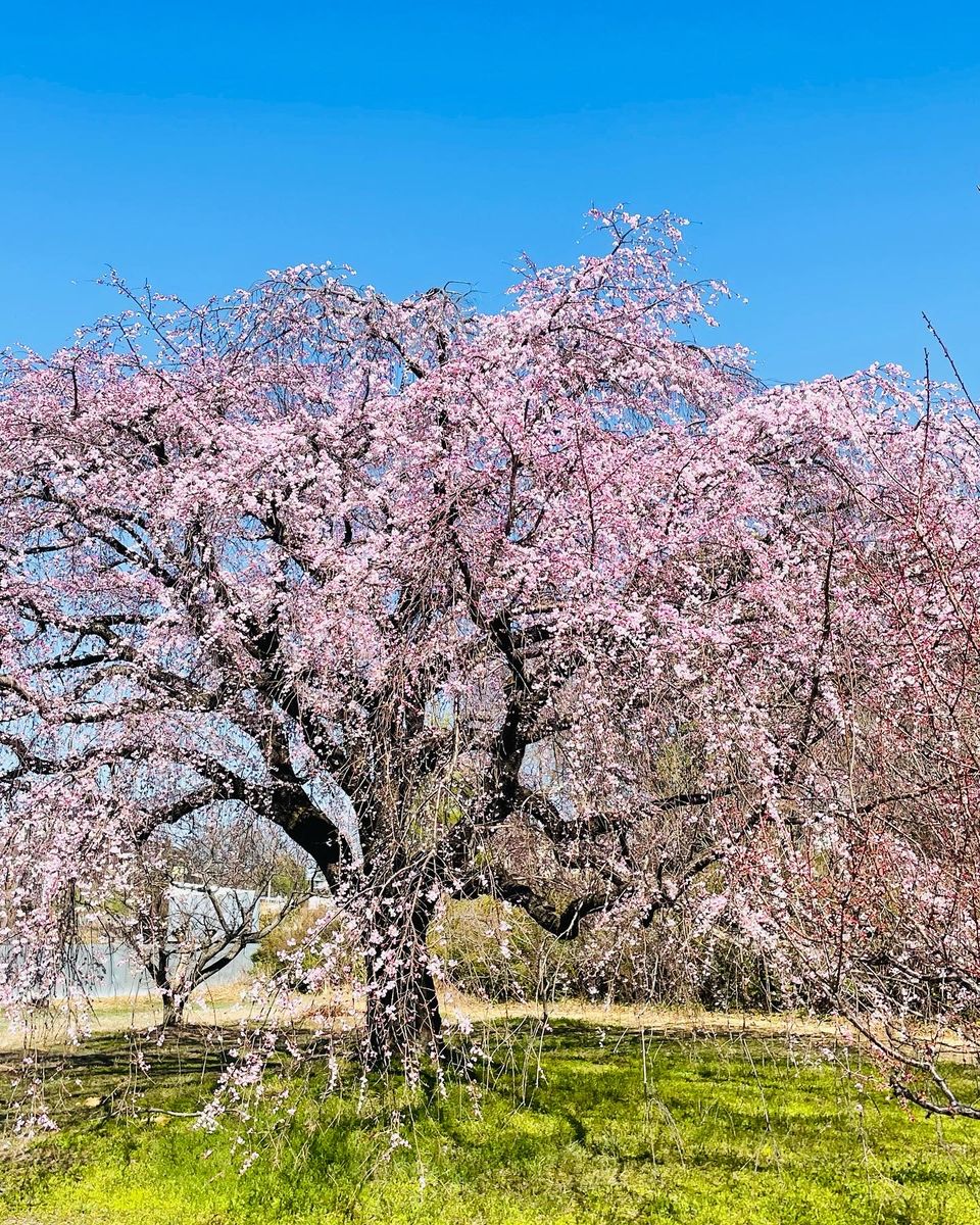 井上町の一本桜