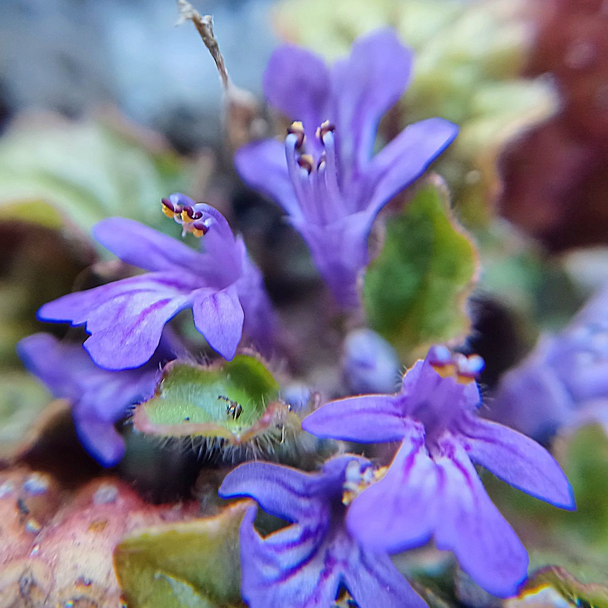 野の花　03/21