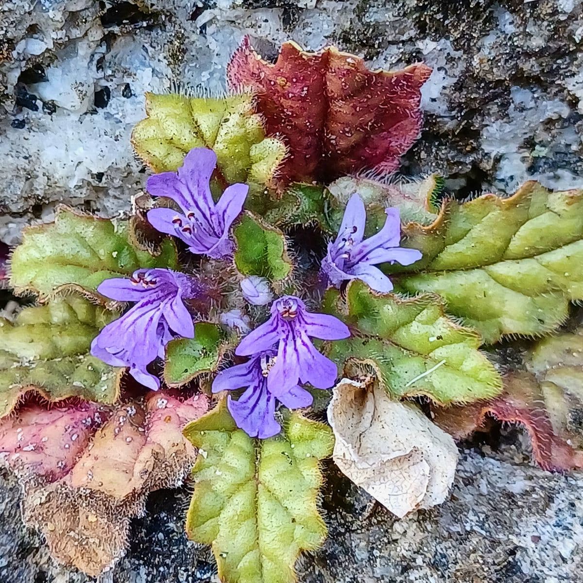 野の花　03/21