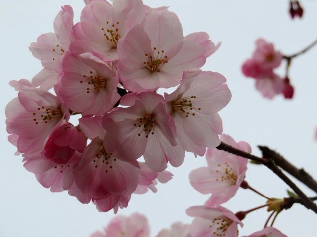 🇯🇵⚾🌸散りません❗️😤