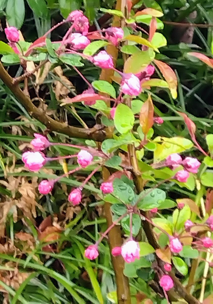 小雨。花海棠。雪柳。庭の鉢花。