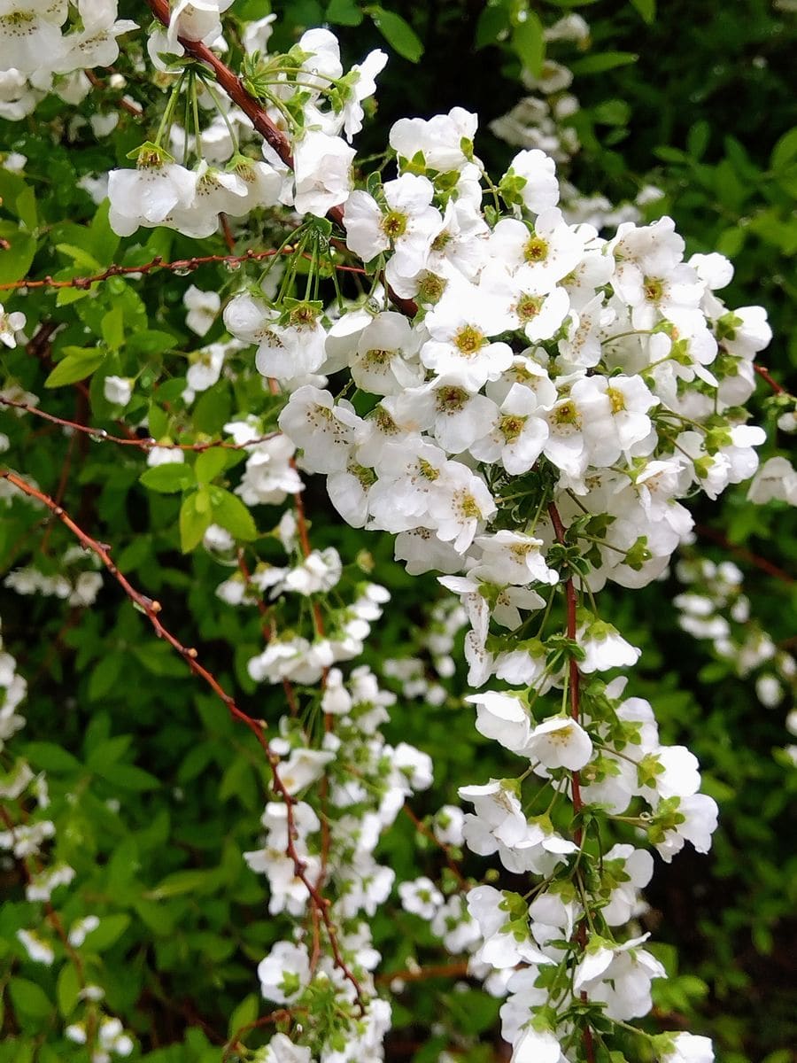 小雨。花海棠。雪柳。庭の鉢花。