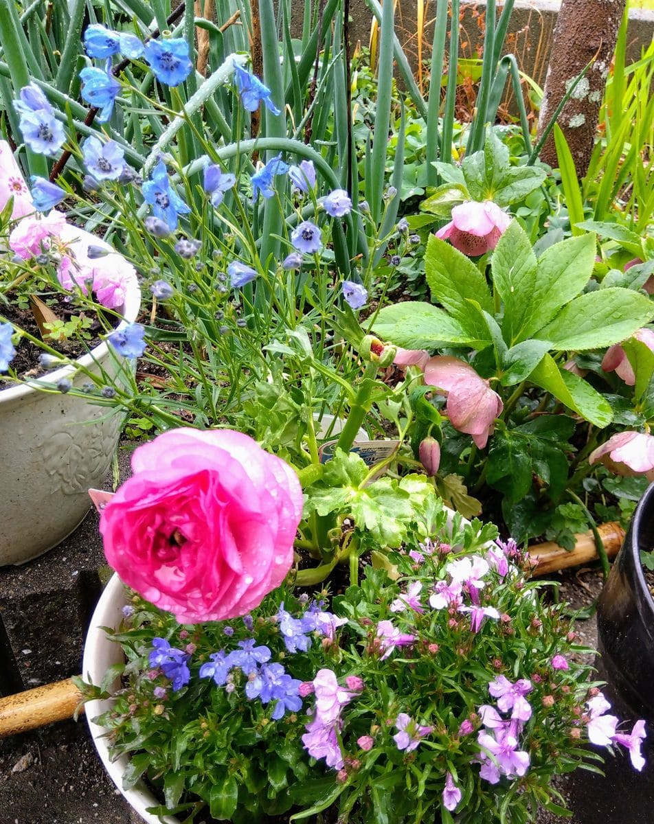 小雨。花海棠。雪柳。庭の鉢花。