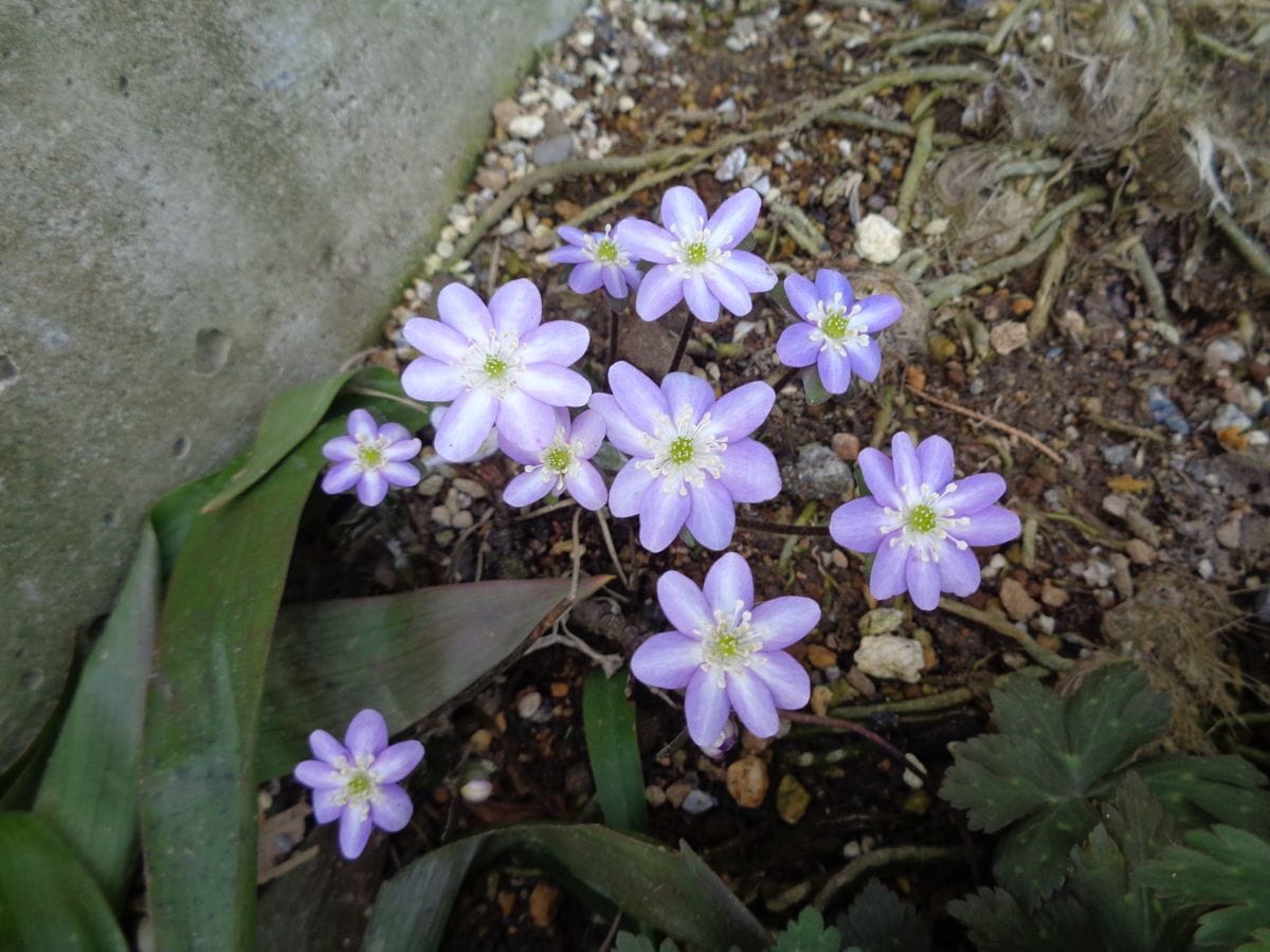 今日は雪割草[i:203]