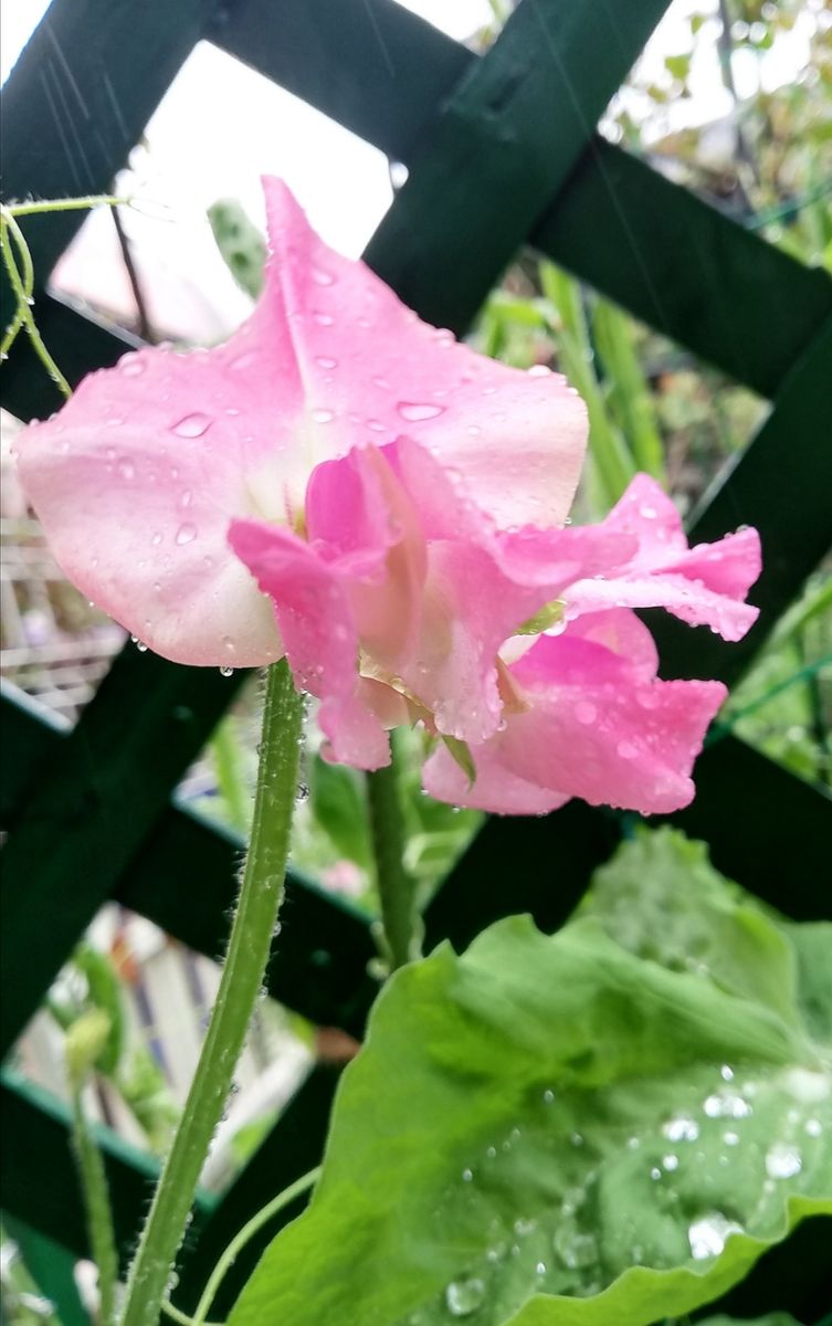 春の雨🌧️