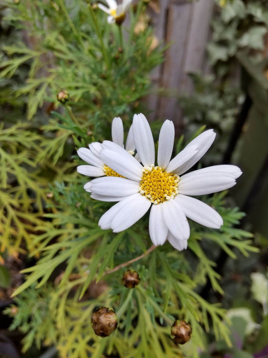 マーガレットが咲き始めました🌼