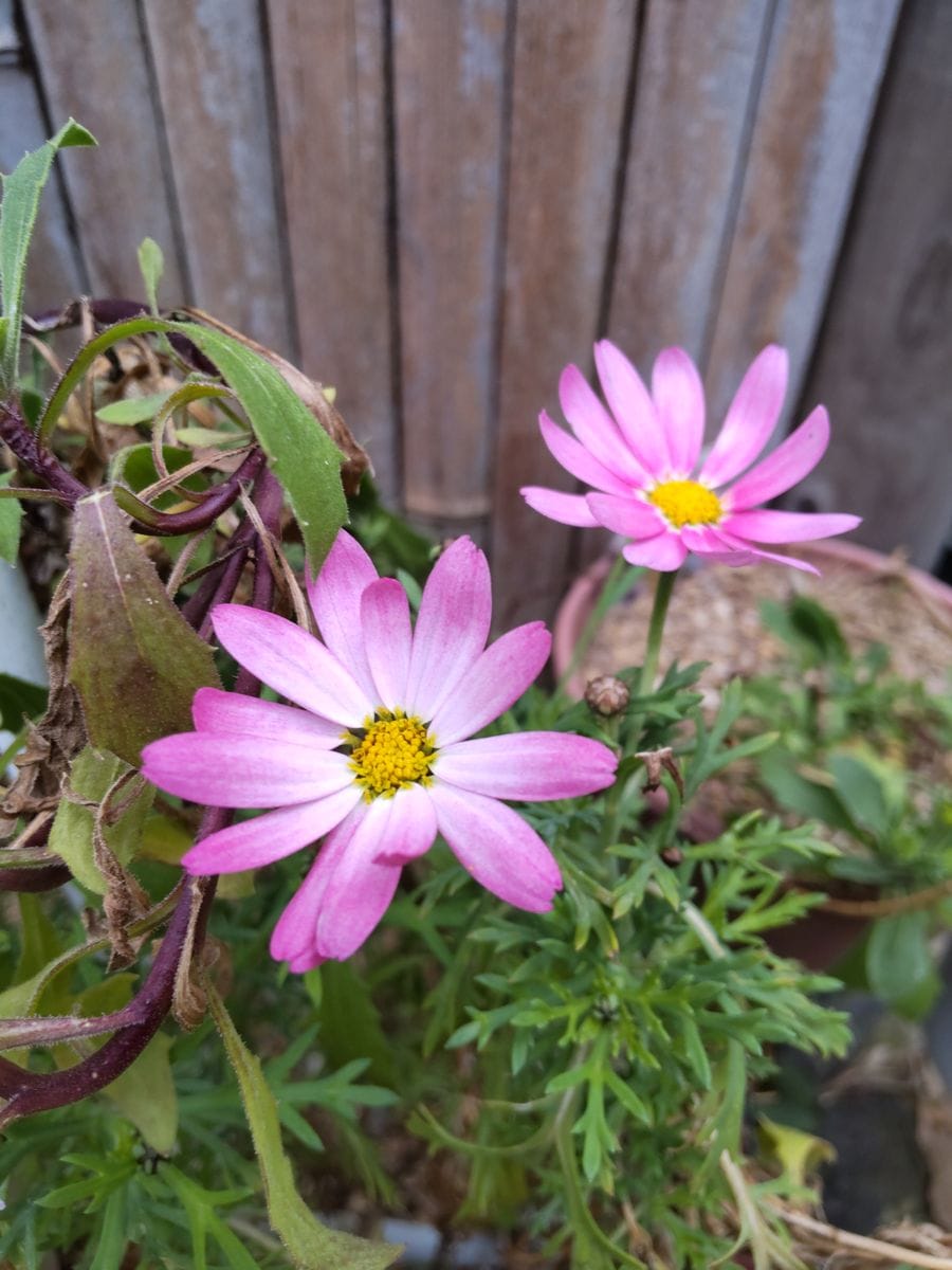 マーガレットが咲き始めました🌼