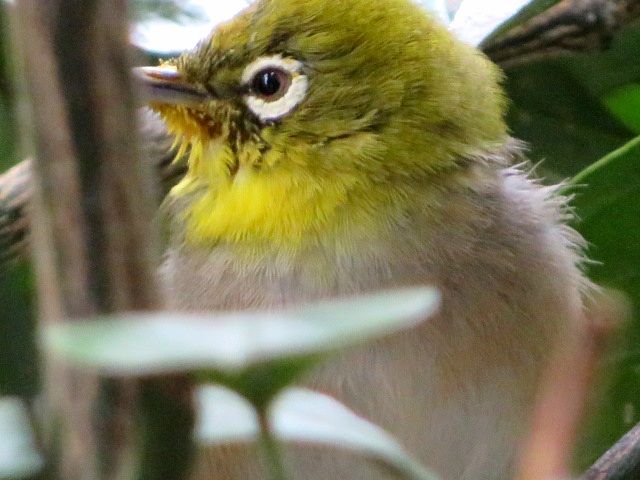 🐦️も衣替え🧥(換羽)なんですね〰️💦☺️。