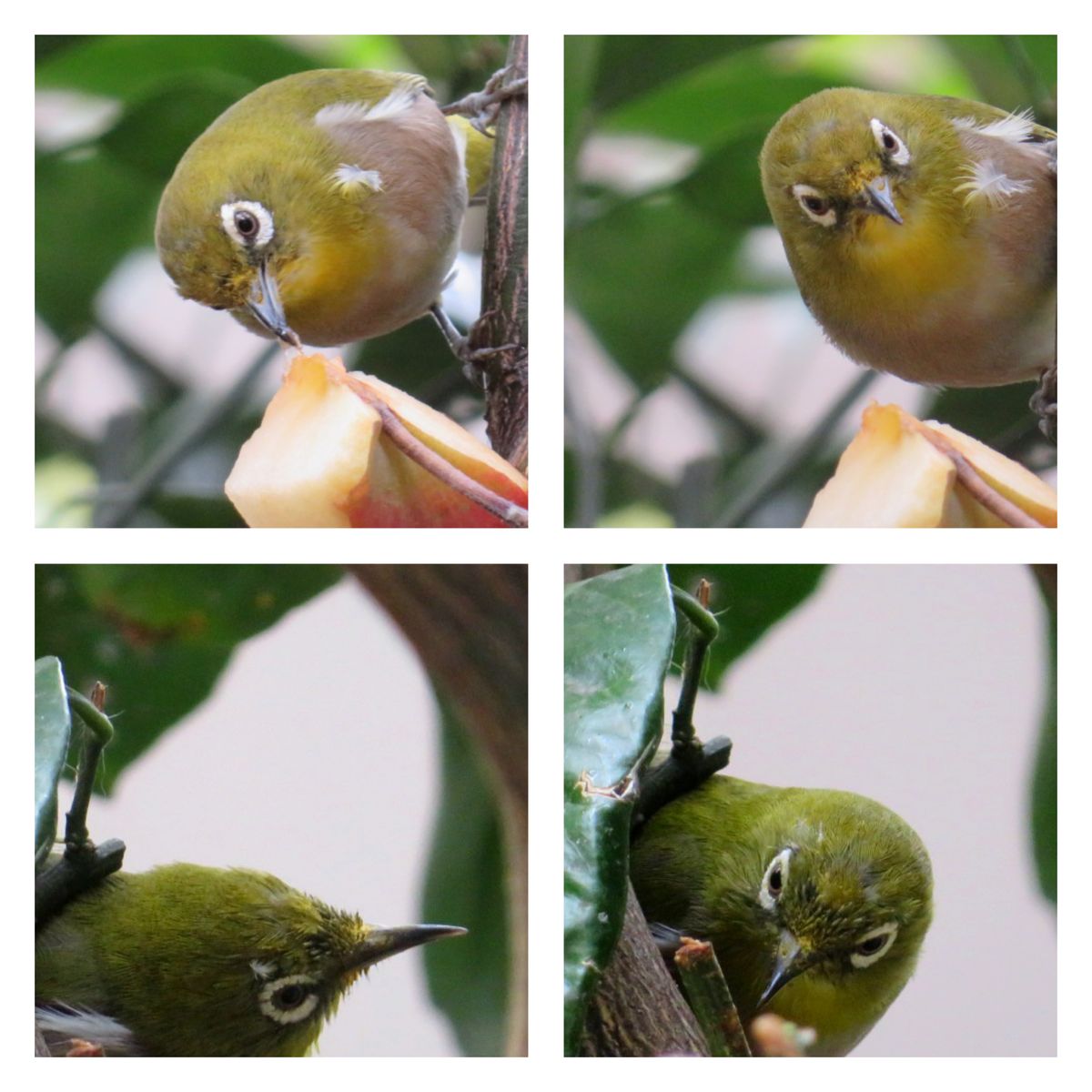 🐦️も衣替え🧥(換羽)なんですね〰️💦☺️。