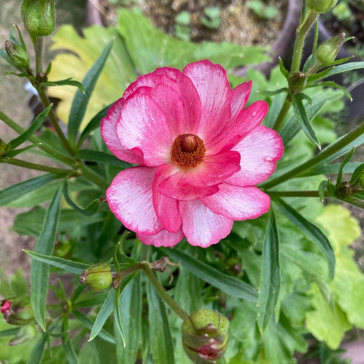 ラックスが開花、水挿ししていたバジルをポットに植える