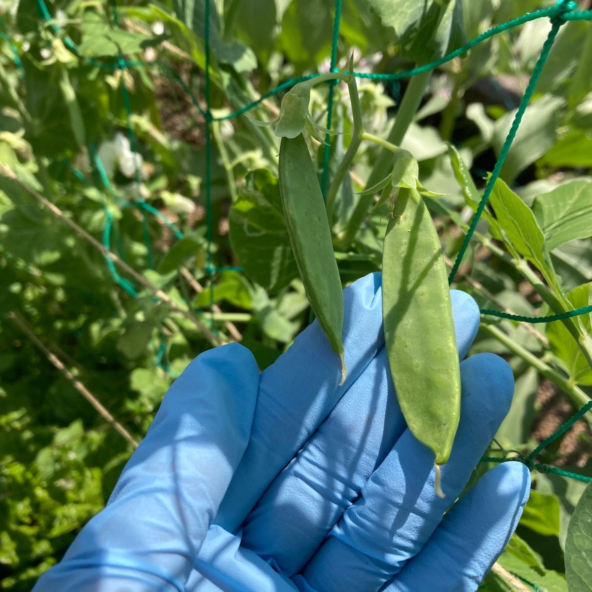 ラックスが開花、水挿ししていたバジルをポットに植える