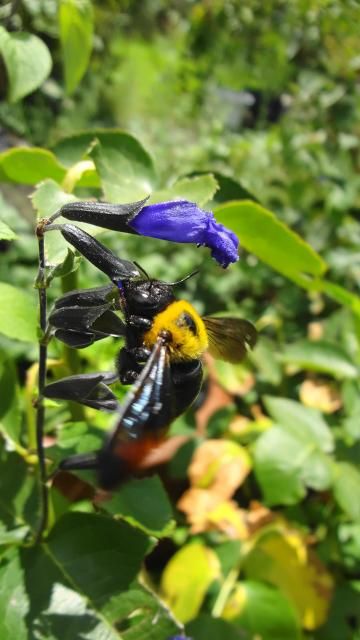 我が家の庭から　昆虫編