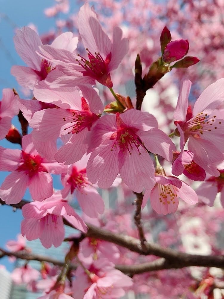 『陽光桜』🌸