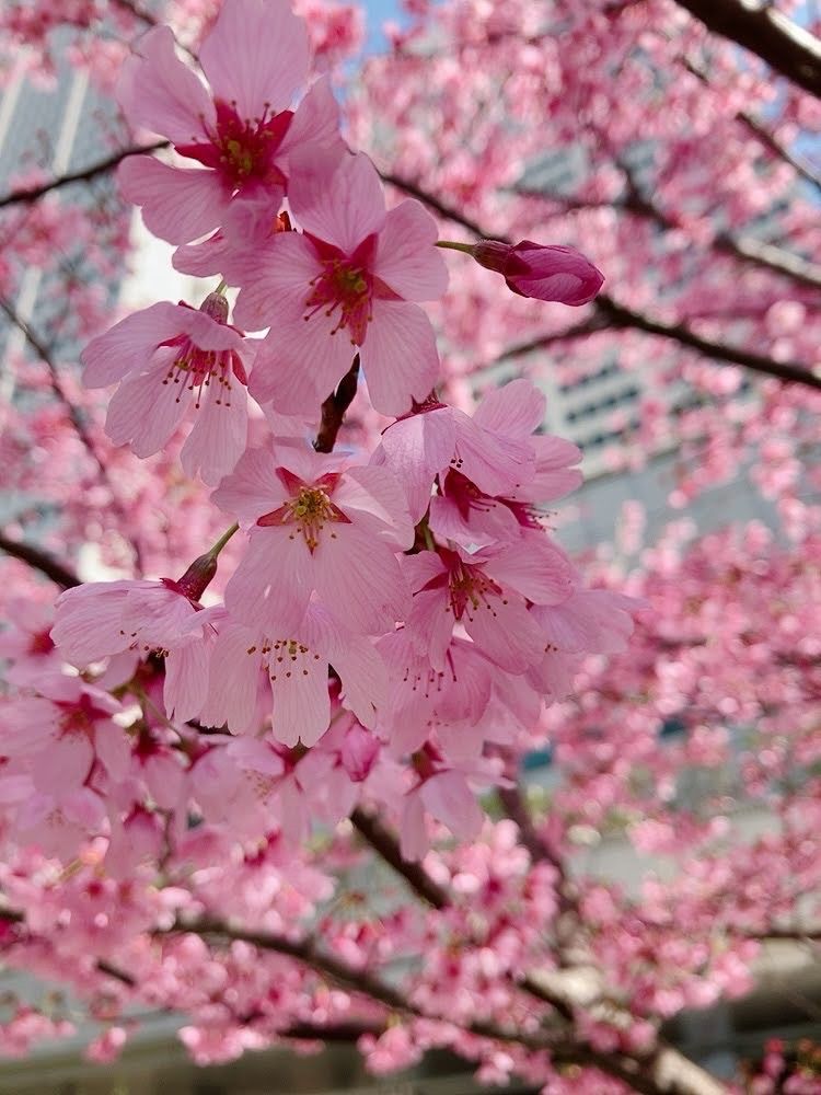 『陽光桜』🌸