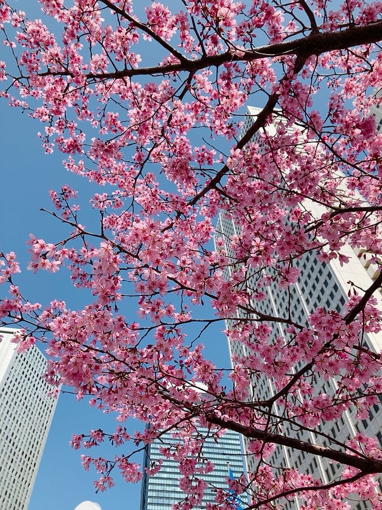 『陽光桜』🌸