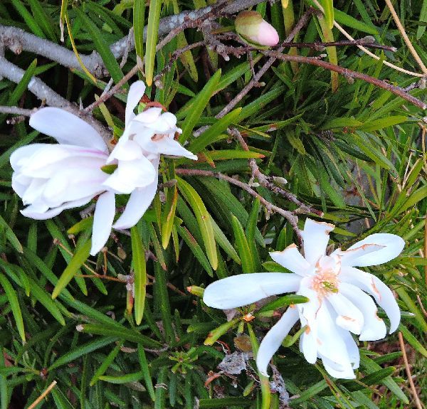 散歩道の花～シデコブシ