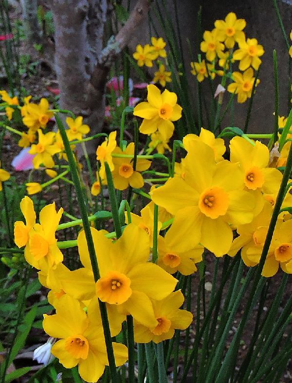 散歩道の花～細葉スイセン